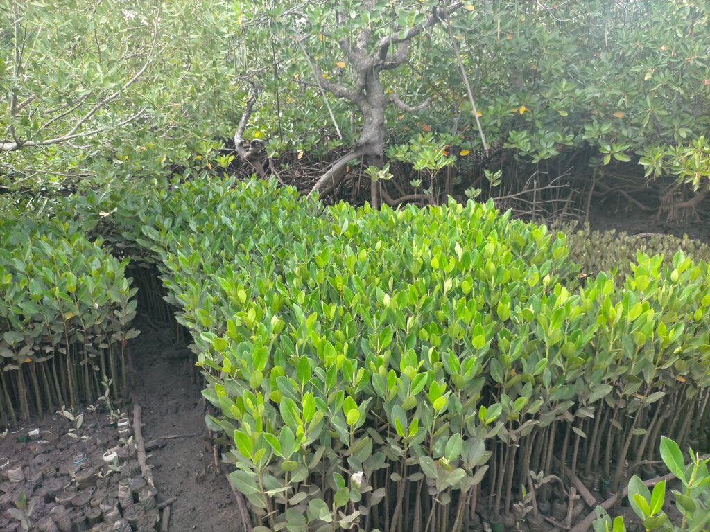 Mangrove and Tree Nurseries